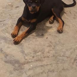 Rottweiler Puppies from 💥𝙿𝙾𝚆𝙴𝚁 𝙷𝙰𝚄𝚂𝙴 𝙺𝙴𝙽𝙽𝙴𝙻𝚂🇺🇸