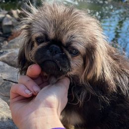 AKC Ashes - Black and tan Pekingese puppy in Cumming, Georgia from Imperial Pekingese
