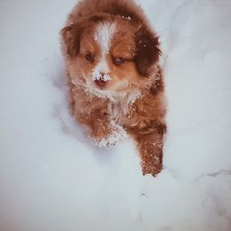 Miniature Australian Shepherd and Toy Australian Shepherd Puppies from Kinsley's Cuties & SouthPaw Creations