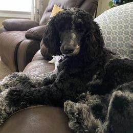 Izzie Pearl - Poodle