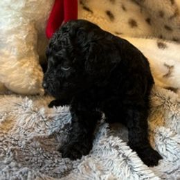 Caroline - Black female Havapoo puppy in Olympia, Washington from Che Bella Amore Lagotti