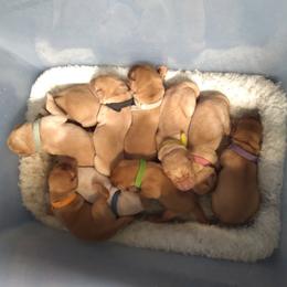 Labrador Retriever Puppies from Pondside Retrievers