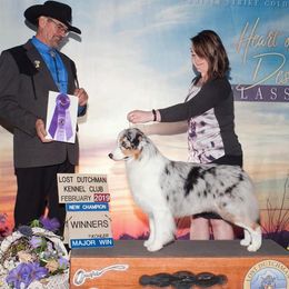 Australian Shepherds from Niyu Aussies