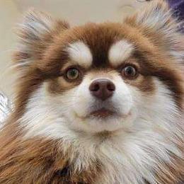 Teddy - Pomsky