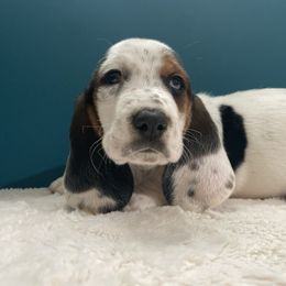 Malfoy - Black brown and white male Basset Hound puppy in Remington, Virginia from Lotus Rose Basset hounds