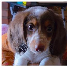 Spot - Piebald male Dachshund puppy in Phoenix, Arizona from AZ's Prestigious Minature Dachshunds