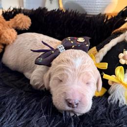 Prince Aladdin - Cream male Goldendoodle puppy in Puyallup, Washington from Dawnie’s Doodles