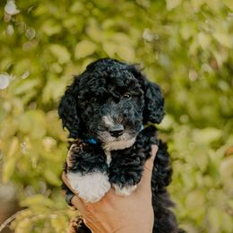 Waffle - Black and white male Sheepadoodle puppy in Patterson, California from Dooling Doodles