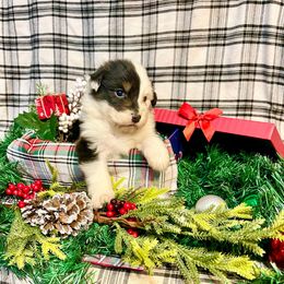 Candy-Cane - Black tri-color female Australian Shepherd puppy in Kentland, Indiana from Pine Grove Aussies