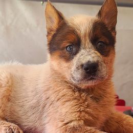 Australian Cattle Dog Puppies from Whiteduck Mountain Kennel Australian Cattle Dogs and Portuguese Water Dogs