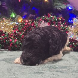 Girl 4 - Parti female Poodle puppy in Patterson, California from Paterson Poodles