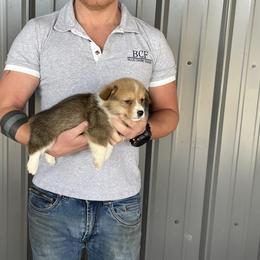 Winnie - Male 3 - Fawn male Pembroke Welsh Corgi puppy in Jefferson, South Carolina from Blue Creek Farms