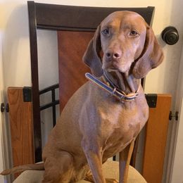 Vizsla All Grown Up from Arailek Vizslas