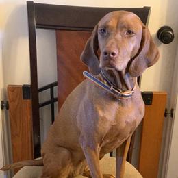 Vizsla All Grown Up from Arailek Vizslas