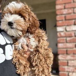 Bernedoodles, Goldendoodles, and Sheepadoodles from High Desert Doodles