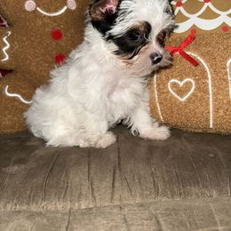 Evie - Parti female Yorkshire Terrier puppy in Clarksburg, Indiana from Hidden Gems Parti Yorkies