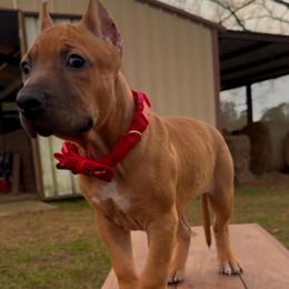 MINK - Fawn sable female American Bully puppy in Texas from TEXAS BULLY FAMILY