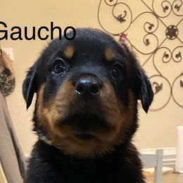 Rottweiler Puppies from CenturionOne LLC