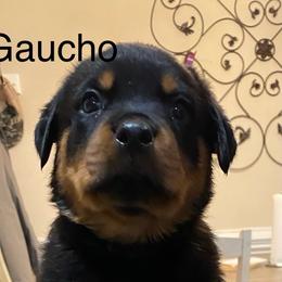 Rottweiler Puppies from CenturionOne LLC