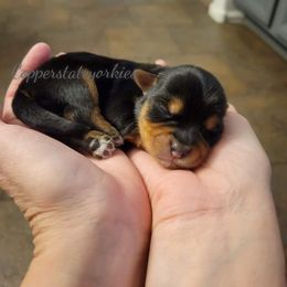 Yorkshire Terrier Puppies from Copper State Yorkies