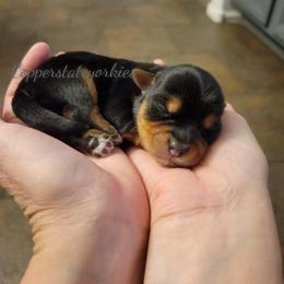 Yorkshire Terrier Puppies from Copper State Yorkies