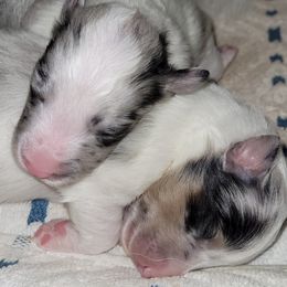Shetland Sheepdog Puppies from Tricia's Shetland Sheepdogs