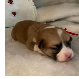 Hazel girl 2 Red - Sable female Pembroke Welsh Corgi puppy in Shelley, Idaho from Whistling Wind Corgi’s