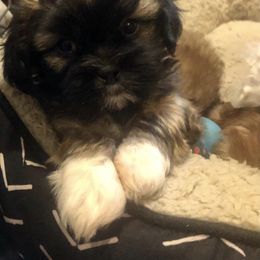 Shih Tzu Puppies from Magnolia Small Breeds