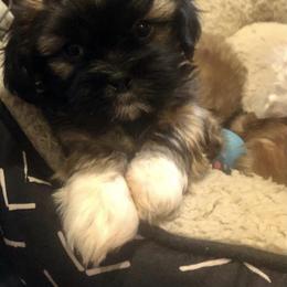 Shih Tzu Puppies from Magnolia Small Breeds