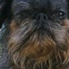 Sprout - Brussels Griffon
