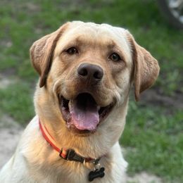 Labrador Retrievers from Davenport Hollow