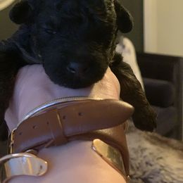 Aussiedoodle Puppies from Olive Tree Mini Aussiedoodles