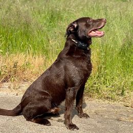 Tank - Labrador Retriever