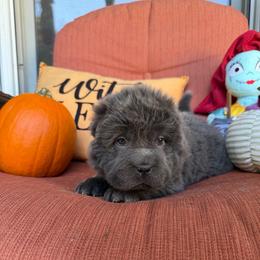 Stormy Ash - Blue female Chinese Shar-Pei puppy in Auburn, Kansas from Justin's Chinese Shar-Pei