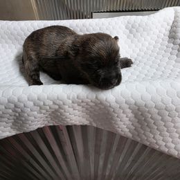 Mr Black - Black brindle male Cairn Terrier puppy in Savannah, Missouri from WoodSchott Cairn Terriers