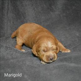 Marigold - Buff female Cockapoo puppy in Sunset, Louisiana from Cano Cockapoos