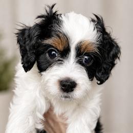 Seth - Tri-color male Cavapoo puppy in Saratoga Springs, Utah from Joyler Puppies