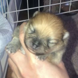 Pomeranian Puppies from Pardi Poms