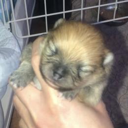 Pomeranian Puppies from Pardi Poms
