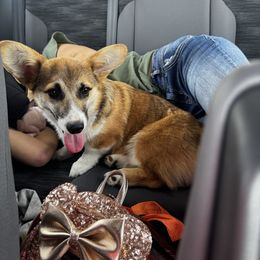 Chili - Pembroke Welsh Corgi