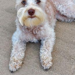 Addie May - Wheaten female Miniature Schnauzer puppy in Diana, Texas from Happy Pawz Schnauzers