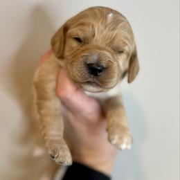 Kiss - Apricot male Cavapoo puppy in Grand Blanc, Michigan from Halsey Poodles and Doodles