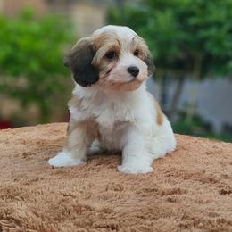 Cavachon, Cavalier King Charles Spaniel, Cavapoo, and Havanese Puppies from Peaks Pups & Cavachon Love Chocolate Cavaliers, Cavaliers, Cavachon’s, Cavapoos & Havanese