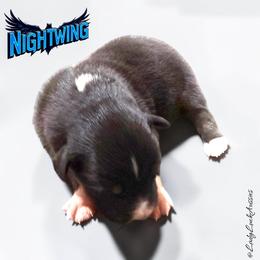 NIGHTWING-Black Tri Male - Black tri-color male Australian Shepherd puppy in Gainesville, Texas from Lady Luck Aussies