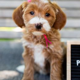 Girl 4 - Goldendoodle puppy in Riverton, Utah from Utah Doodlebug