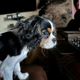 Cavalier King Charles Spaniel Puppies from Dandelions and Kings