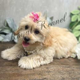 Elsie - Buff and white female Cockapoo puppy in West Plains, Missouri from The Royal Kennel