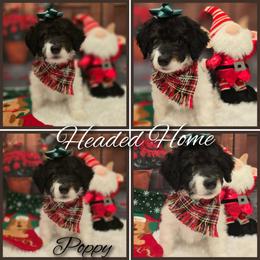 Poppy - Tri-color male Double Doodle puppy in Prescott Valley, Arizona from Ramirez Family Doodles