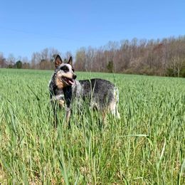 Annie - Australian Cattle Dog