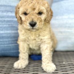 Teddy - Cream Goldendoodle puppy in Gig Harbor, Washington from Nuttall's Goldendoodles
